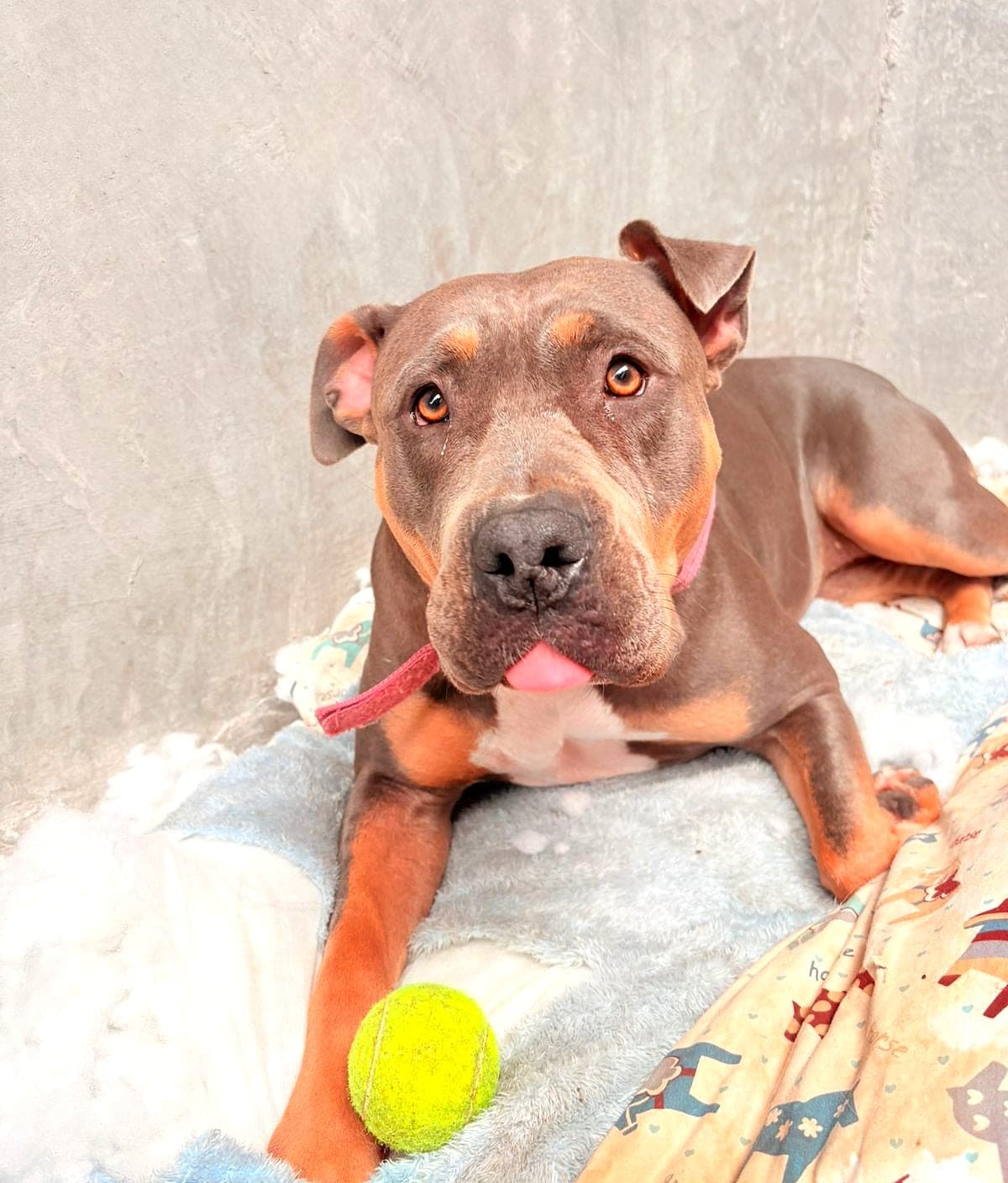 Greta, perrita café con naranja, echada en su cobija, con una pelota de tenis entre las patas