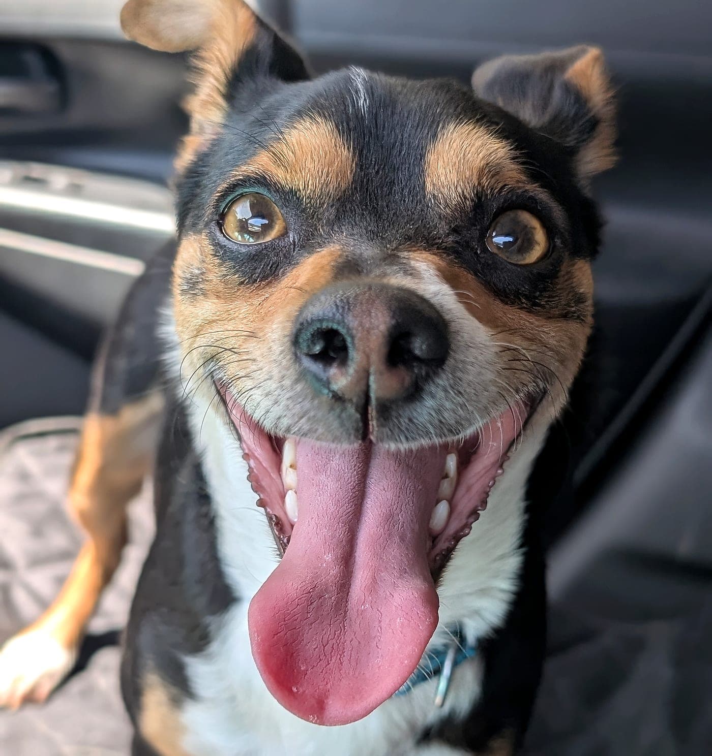 Perrito negro con café en el asiento del coche, sonriendo con la lengua de fuera